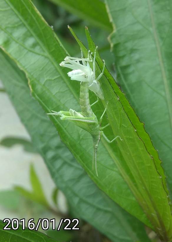脫殼的尖頭蚱蜢 Molting pointed head grasshopper
